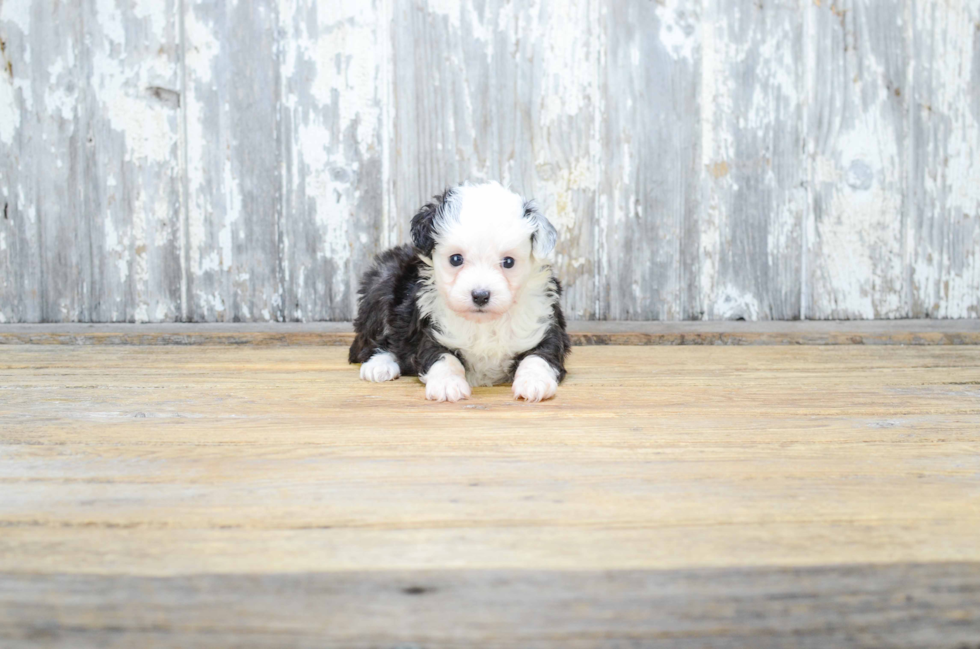 Mini Aussiedoodle Pup Being Cute