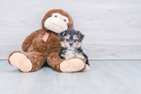 Morkie Pup Being Cute