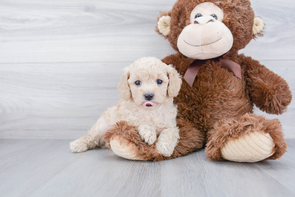 Energetic Cavoodle Poodle Mix Puppy