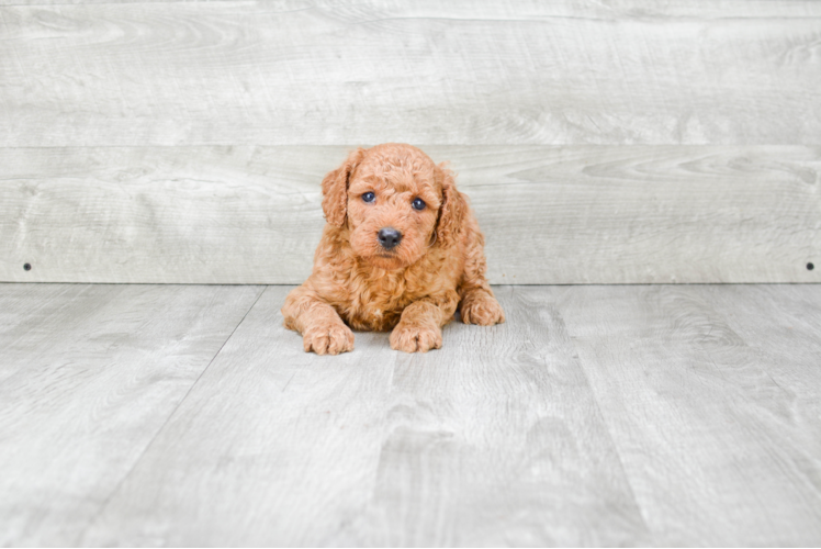 Hypoallergenic Golden Retriever Poodle Mix Puppy