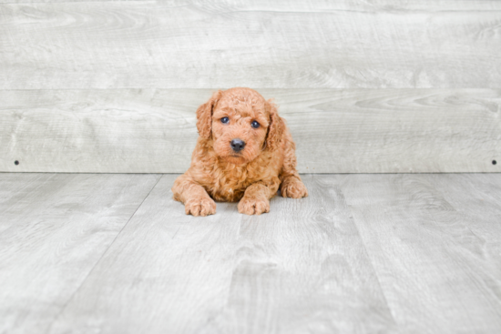 Hypoallergenic Golden Retriever Poodle Mix Puppy