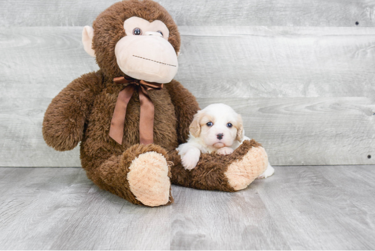 Best Cavachon Baby
