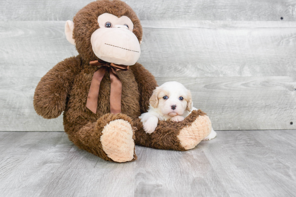 Best Cavachon Baby