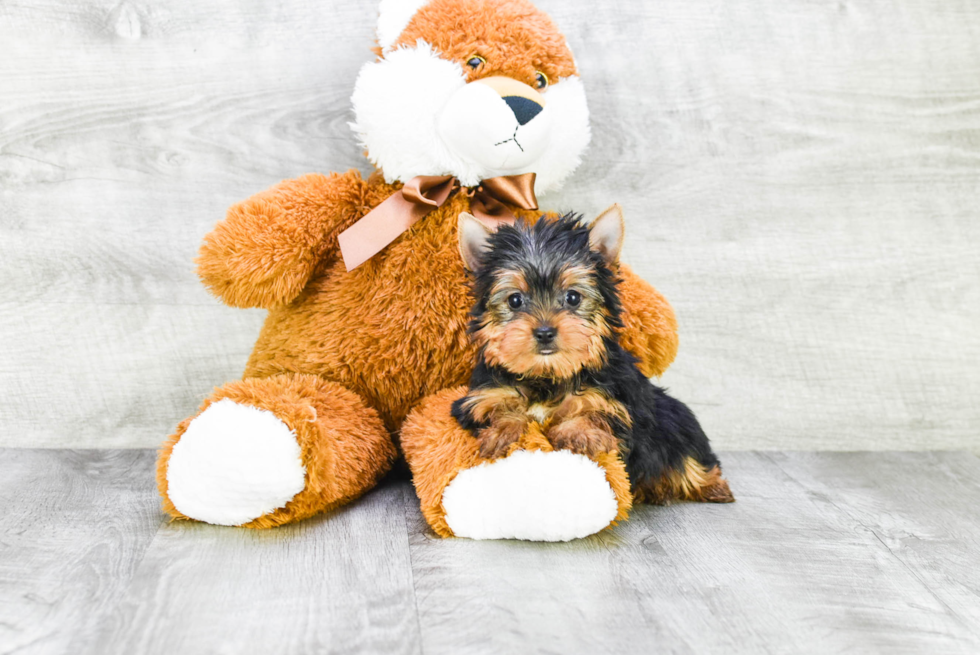 Meet Ronaldo - our Yorkshire Terrier Puppy Photo 