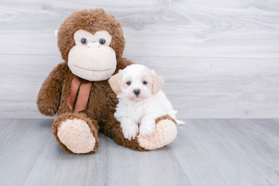 Funny Maltipoo Poodle Mix Pup