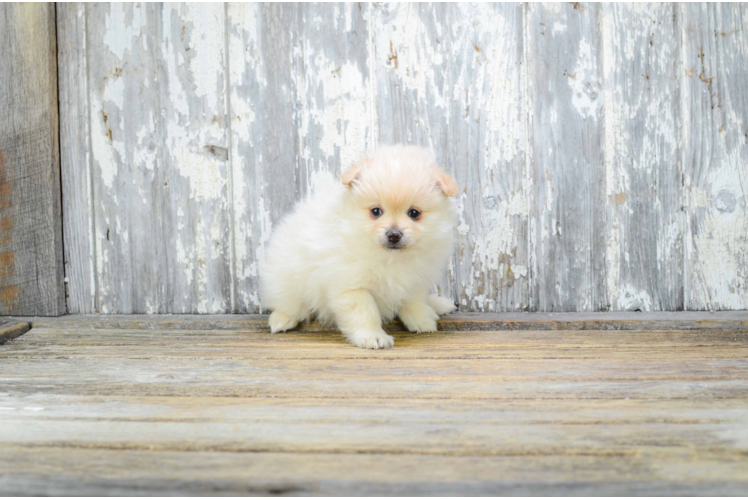 Small Pomeranian Baby