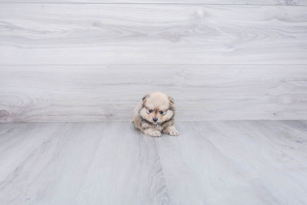 Pomeranian Puppy for Adoption