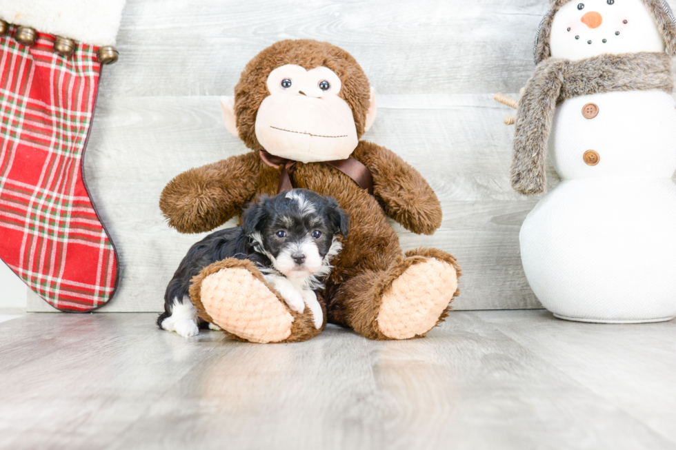 Petite Havanese Purebred Puppy