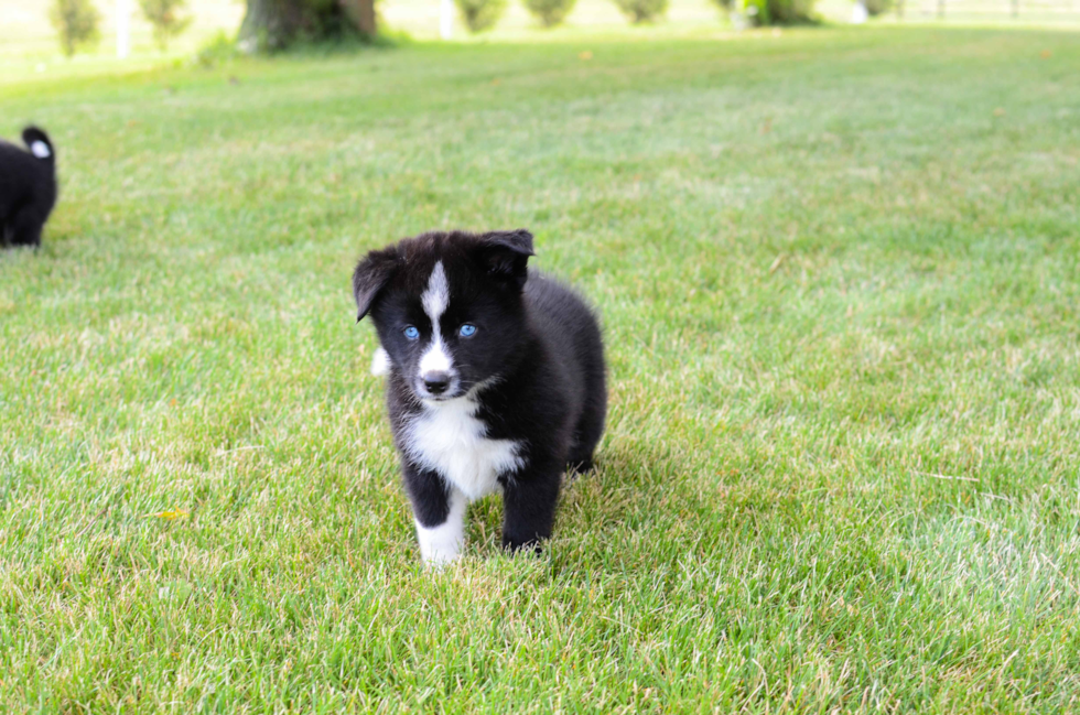 Happy Pomsky Baby