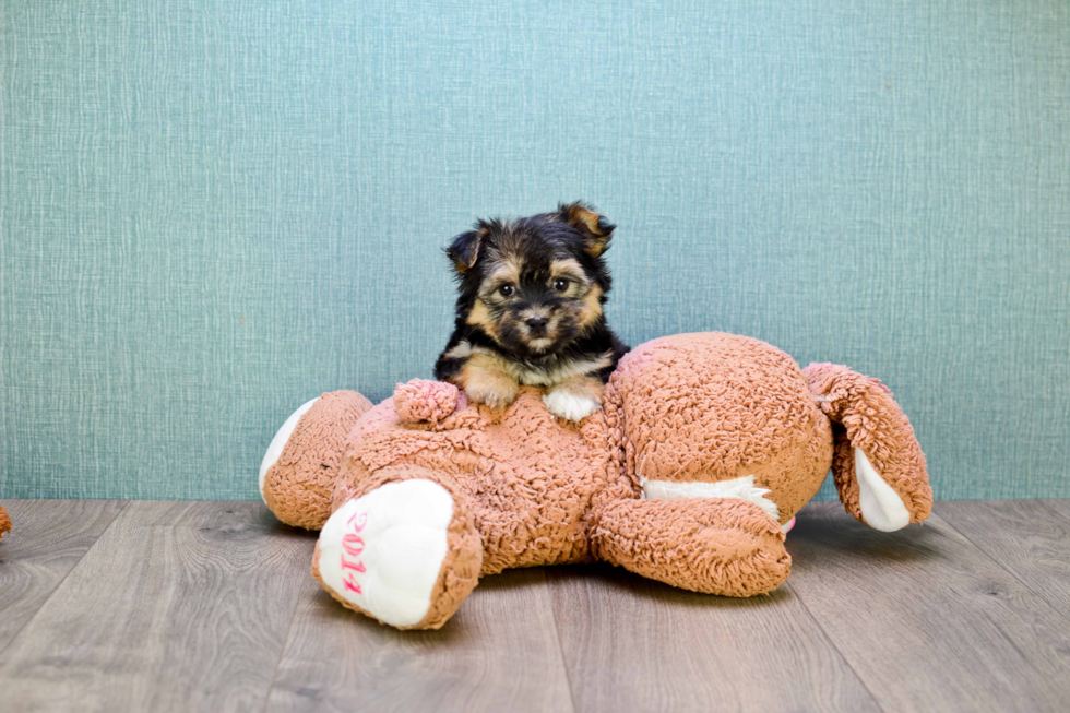 Little Yorkie Designer Puppy