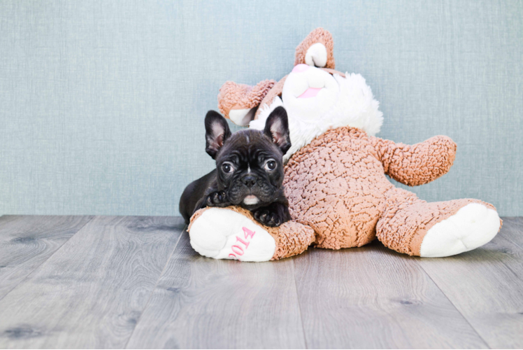 French Bulldog Puppy for Adoption