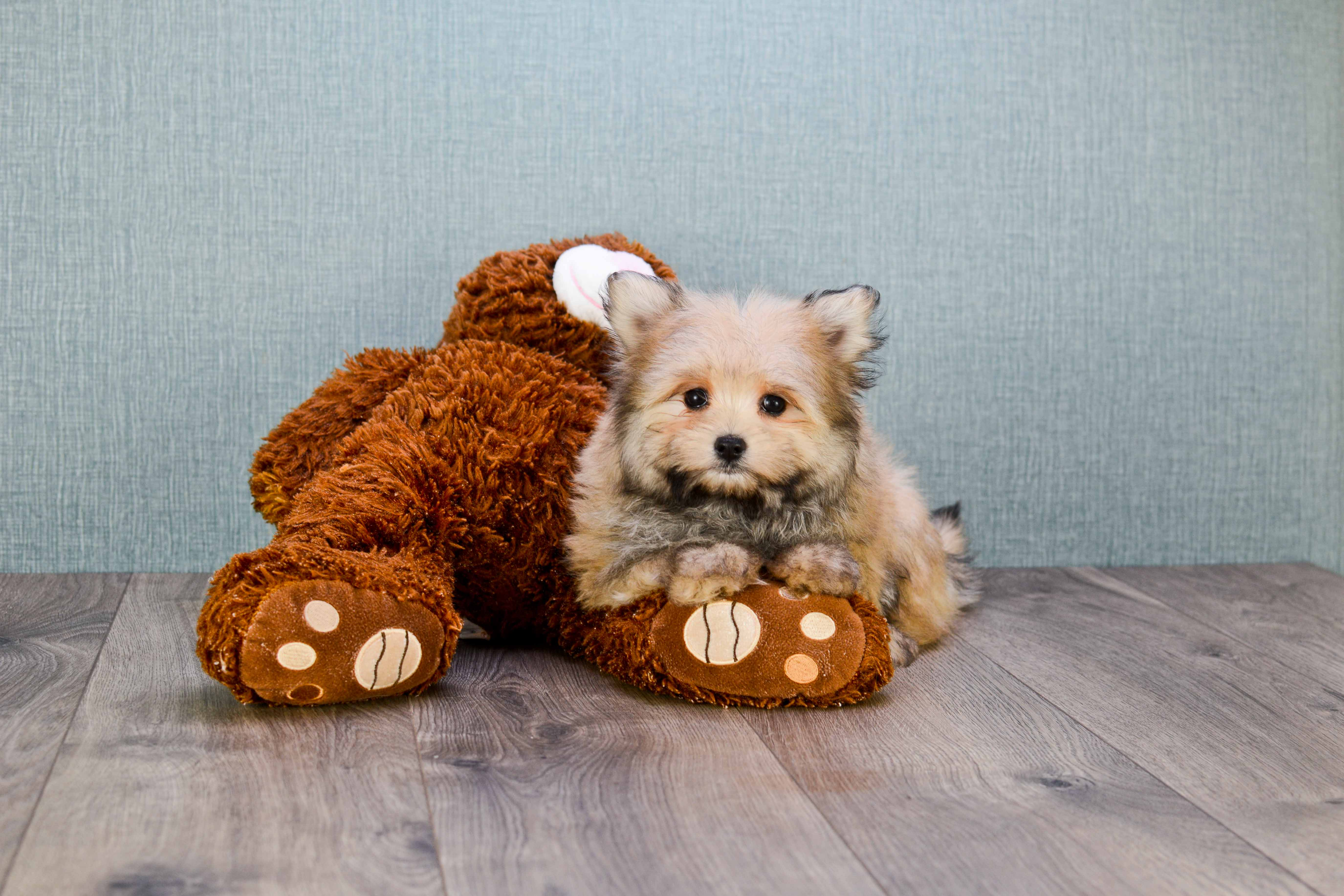 Small Maltipom Baby