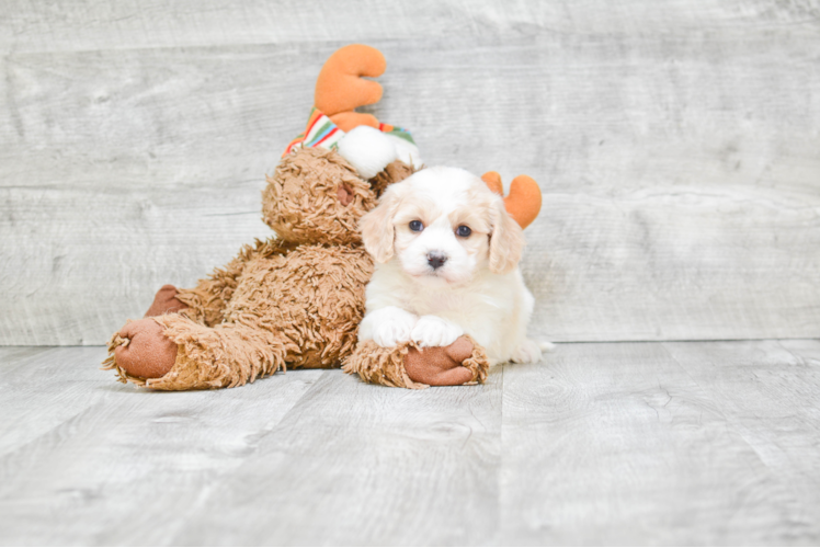 Fluffy Cavachon Designer Pup