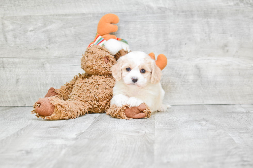 Fluffy Cavachon Designer Pup