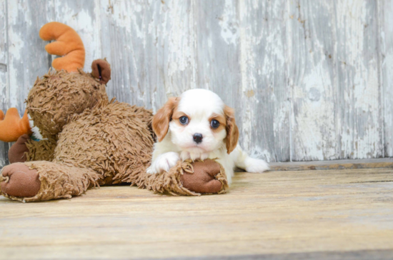 Best Cavalier King Charles Spaniel Baby