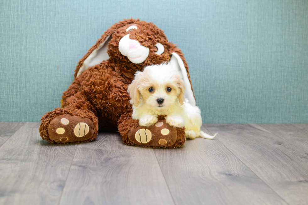 Cavachon Puppy for Adoption