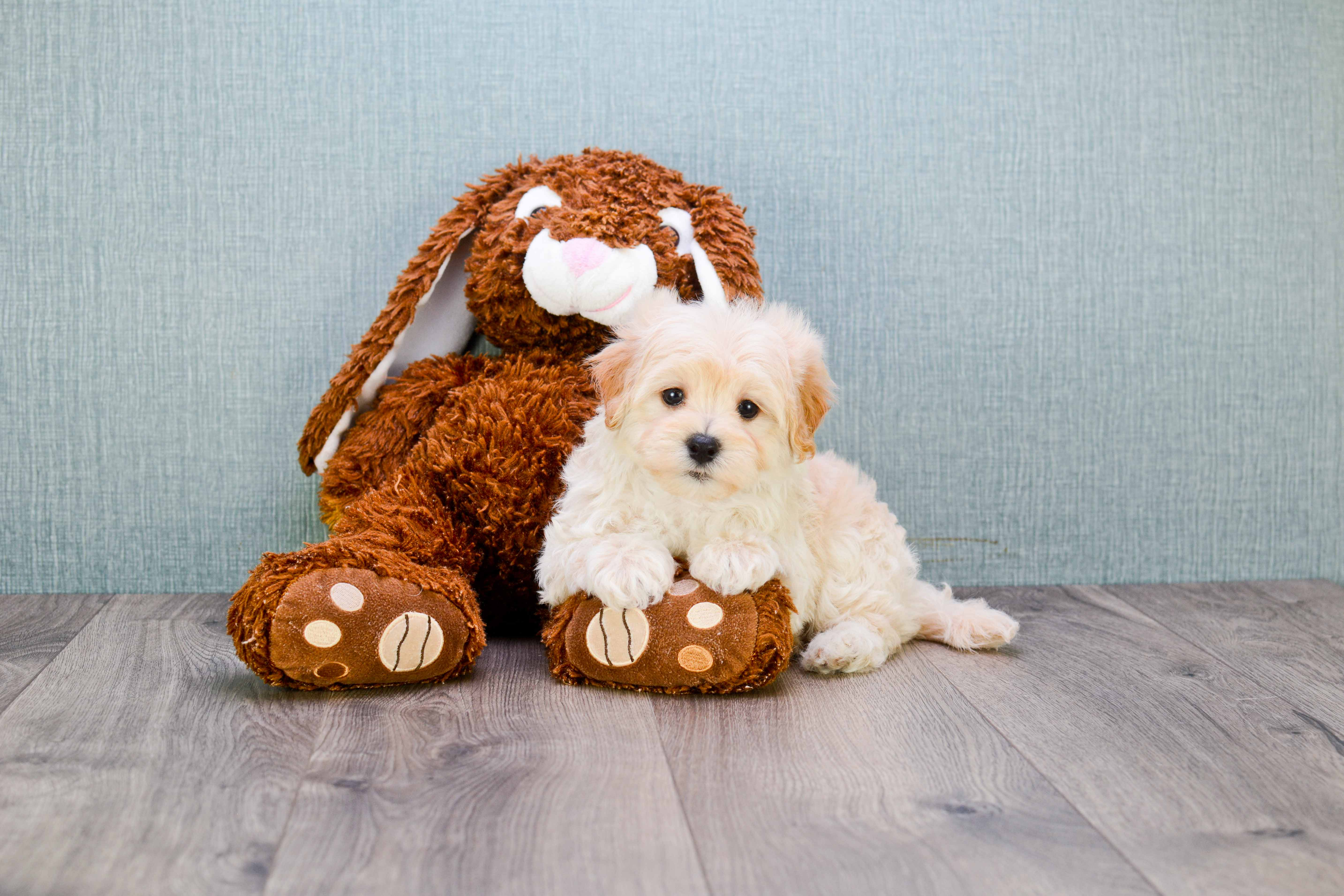 Friendly Maltipoo Baby
