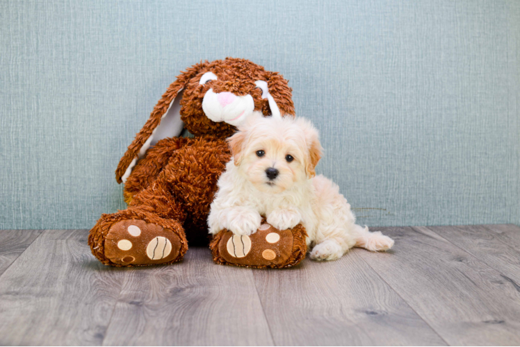 Friendly Maltipoo Baby