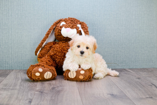 Friendly Maltipoo Baby