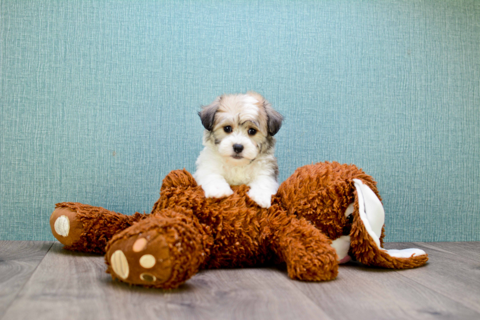 Sweet Havanese Purebred Puppy