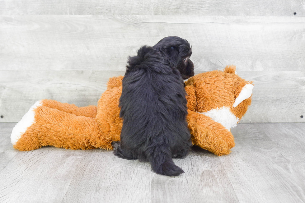 Cute Havanese Purebred Puppy