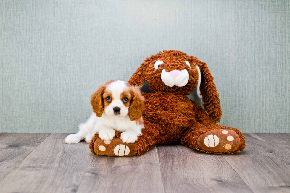 Cavalier King Charles Spaniel Pup Being Cute