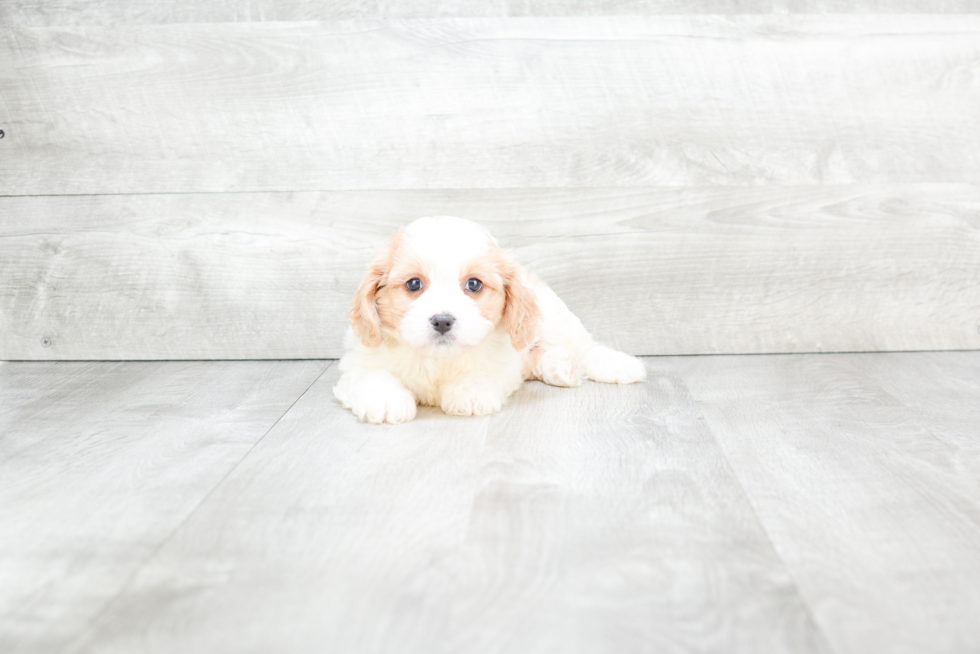 Popular Cavachon Designer Pup