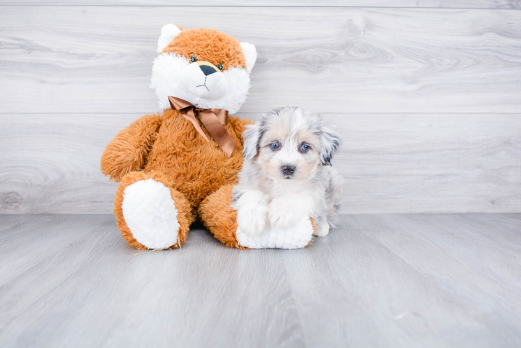 Mini Aussiedoodle Puppy for Adoption