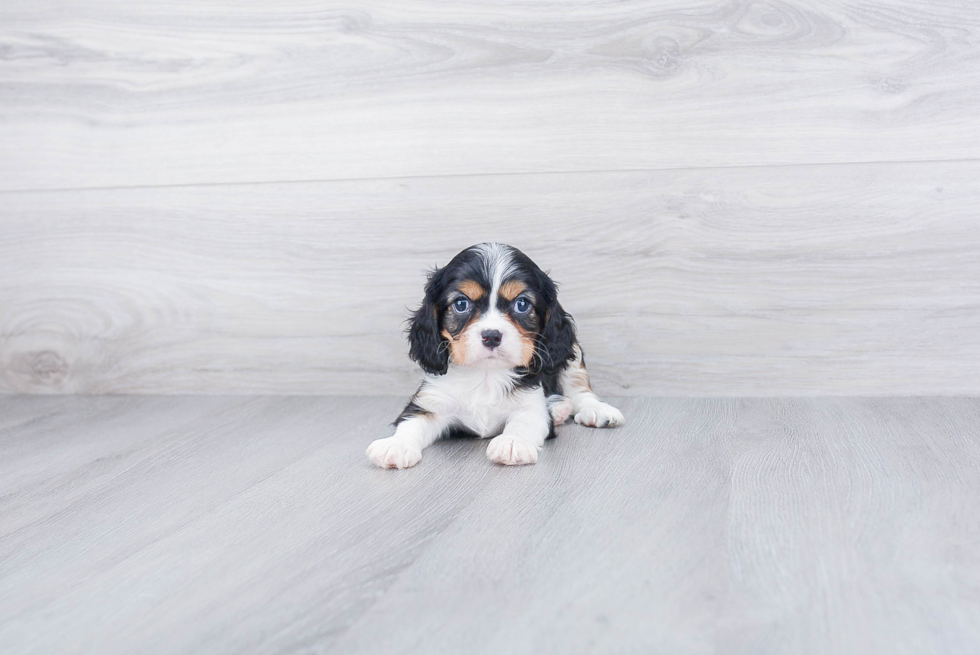 Playful Cavalier King Charles Spaniel Baby