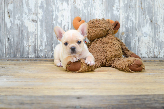 Best French Bulldog Baby