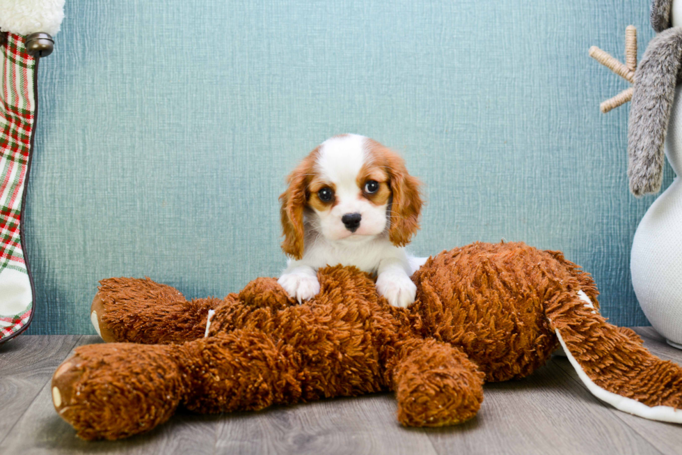 Best Cavalier King Charles Spaniel Baby