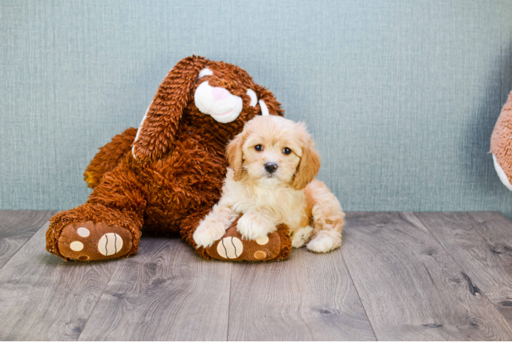 Cavachon Pup Being Cute