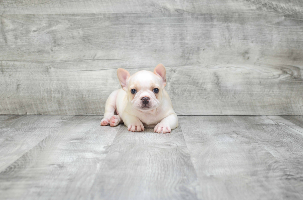 Adorable Frenchie Purebred Puppy