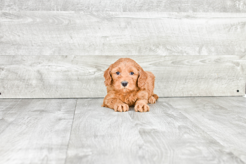 Best Mini Goldendoodle Baby