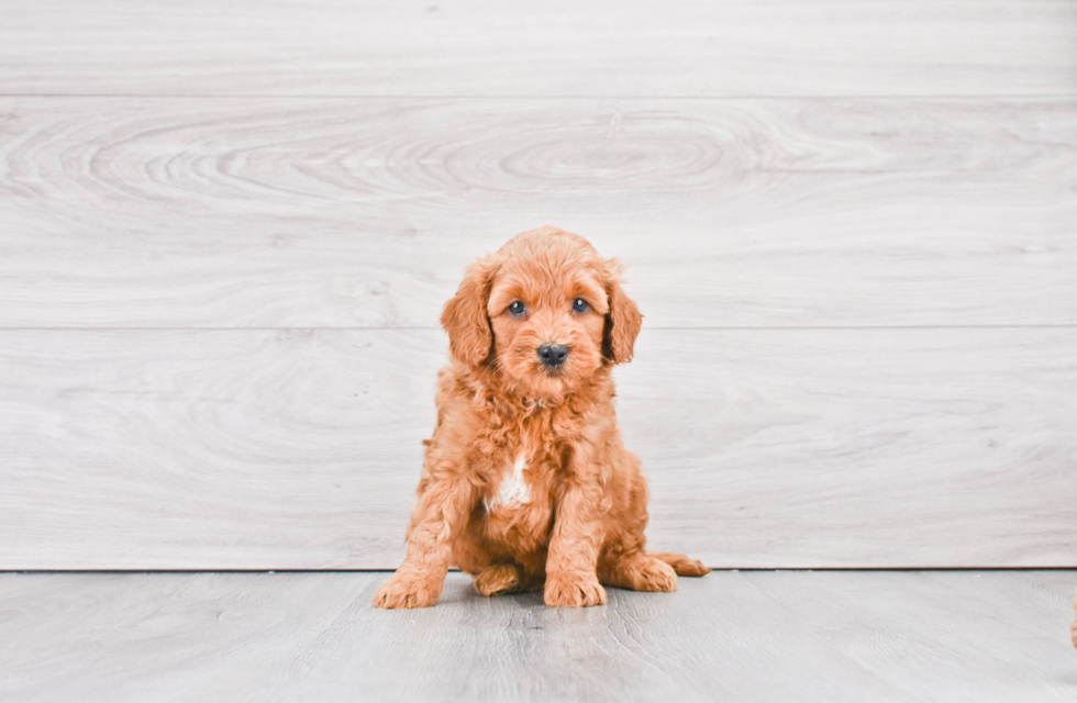 Playful Golden Retriever Poodle Mix Puppy