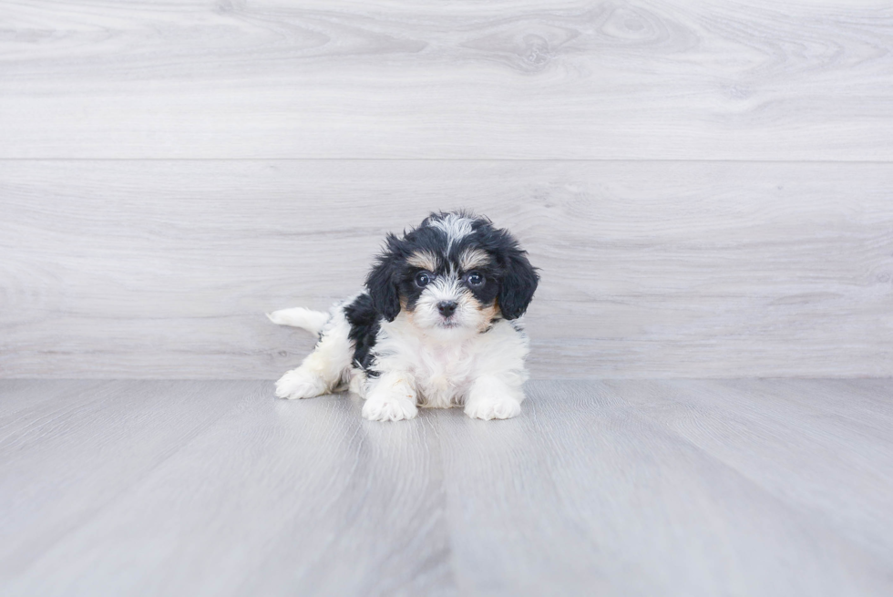 Cavachon Pup Being Cute