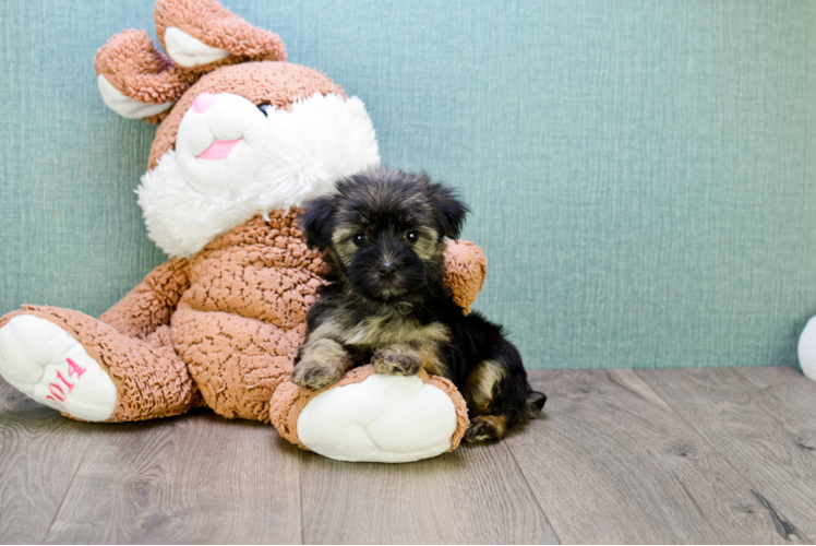 Friendly Morkie Baby