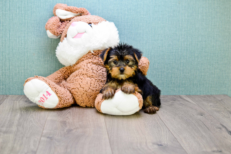 Meet Rebecca - our Yorkshire Terrier Puppy Photo 