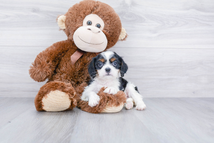 Petite Cavalier King Charles Spaniel Purebred Puppy