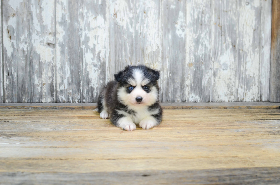 Funny Pomsky Designer Pup