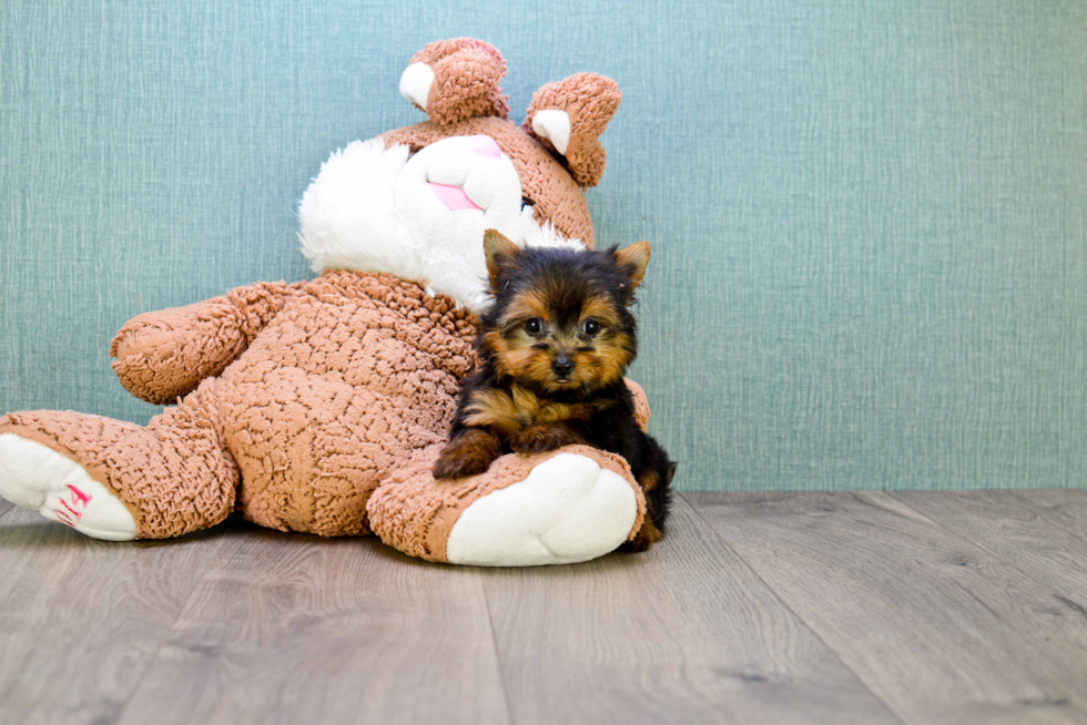 Meet Giselle - our Yorkshire Terrier Puppy Photo 