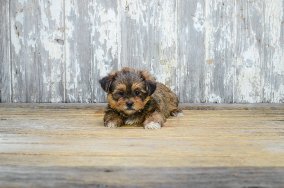 Best Shorkie Baby