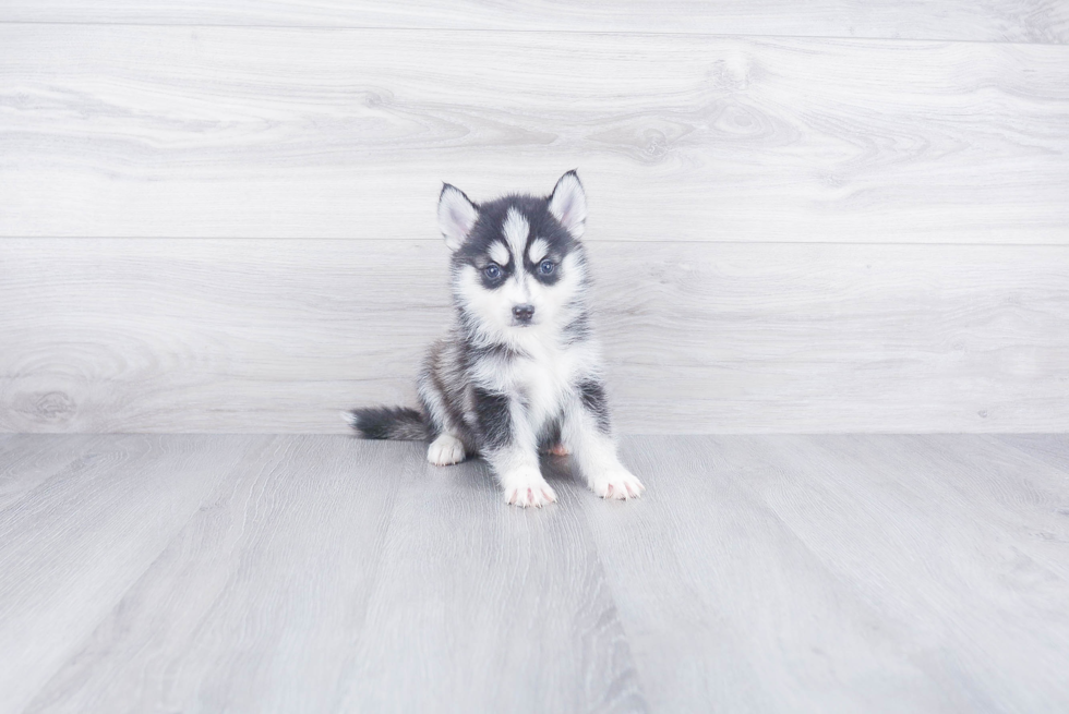 Pomsky Puppy for Adoption