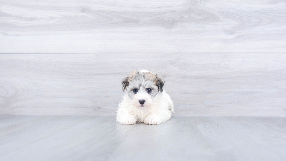 Havanese Puppy for Adoption