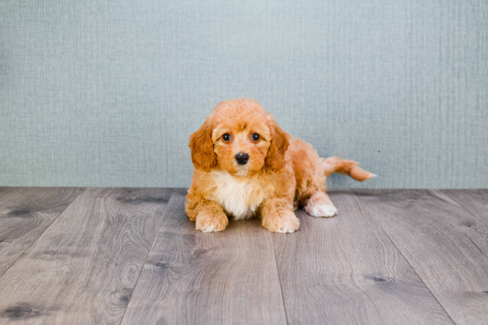 Mini Goldendoodle Puppy for Adoption