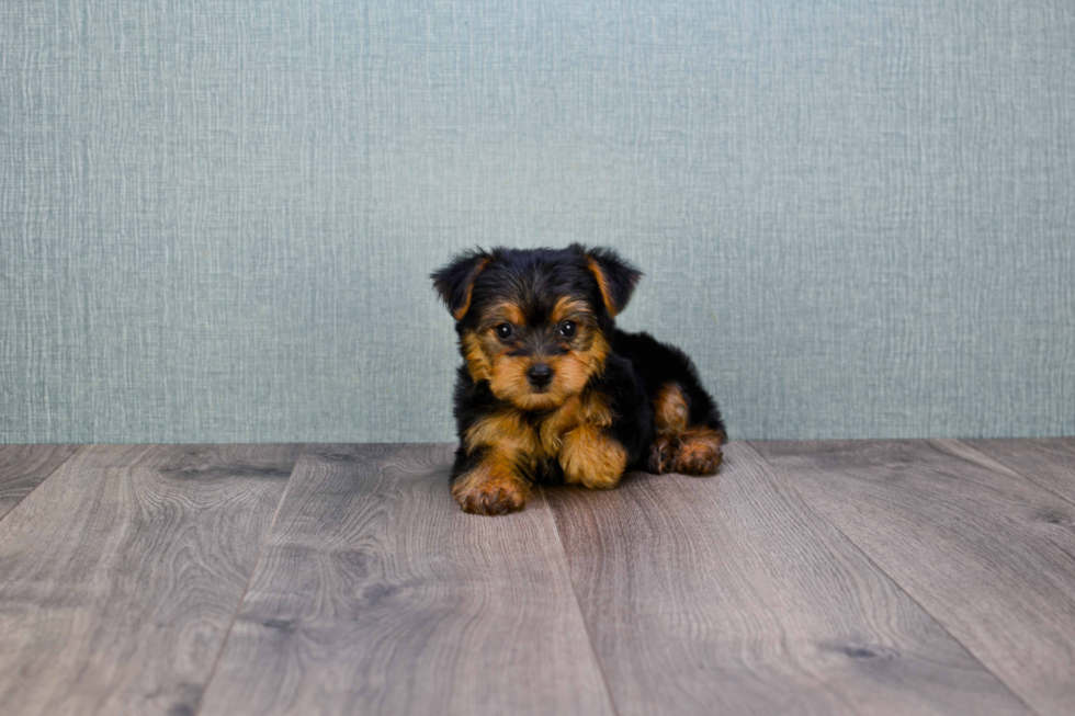 Meet Izzie - our Yorkshire Terrier Puppy Photo 