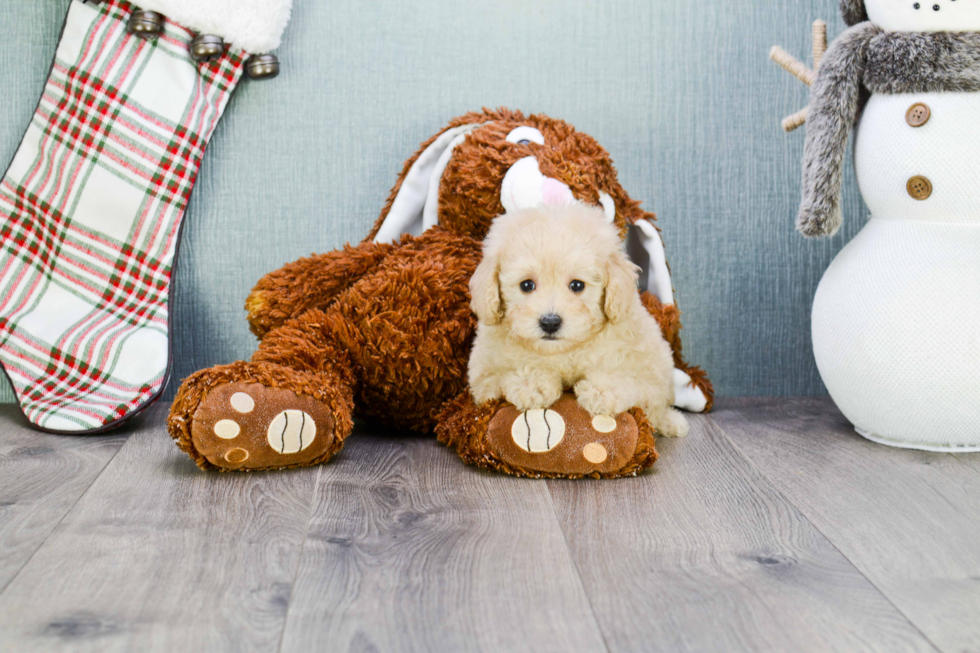 Funny Maltipoo Poodle Mix Pup