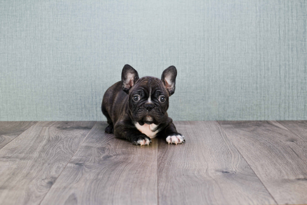 French Bulldog Pup Being Cute