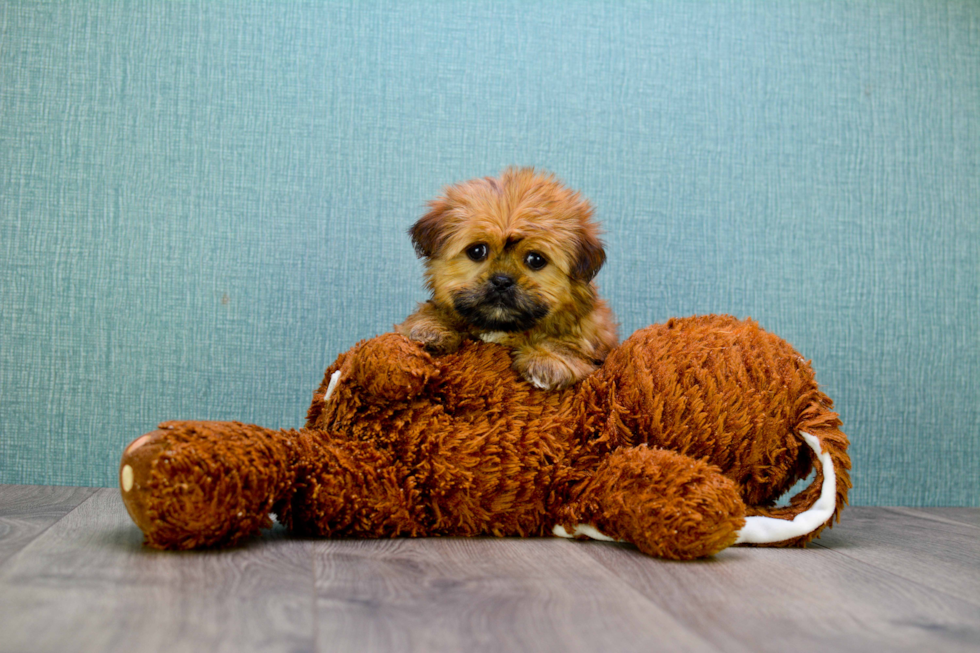 Happy Shorkie Baby