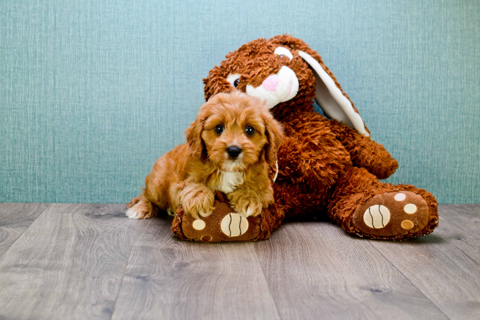 Cavapoo Pup Being Cute